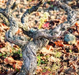 Read more about the article La combinaison terroir – cépage Gamay