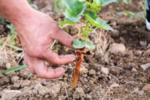 Read more about the article Une action écologique et collaborative