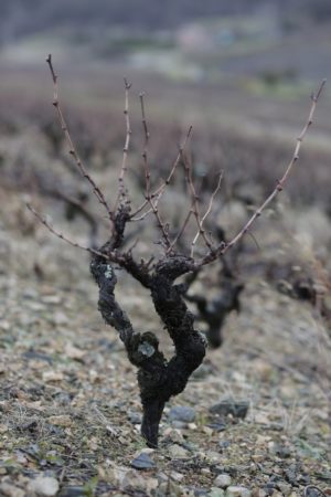 Read more about the article Taille d’hiver