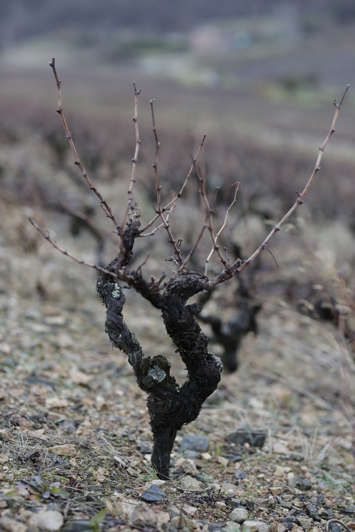 You are currently viewing Taille d’hiver