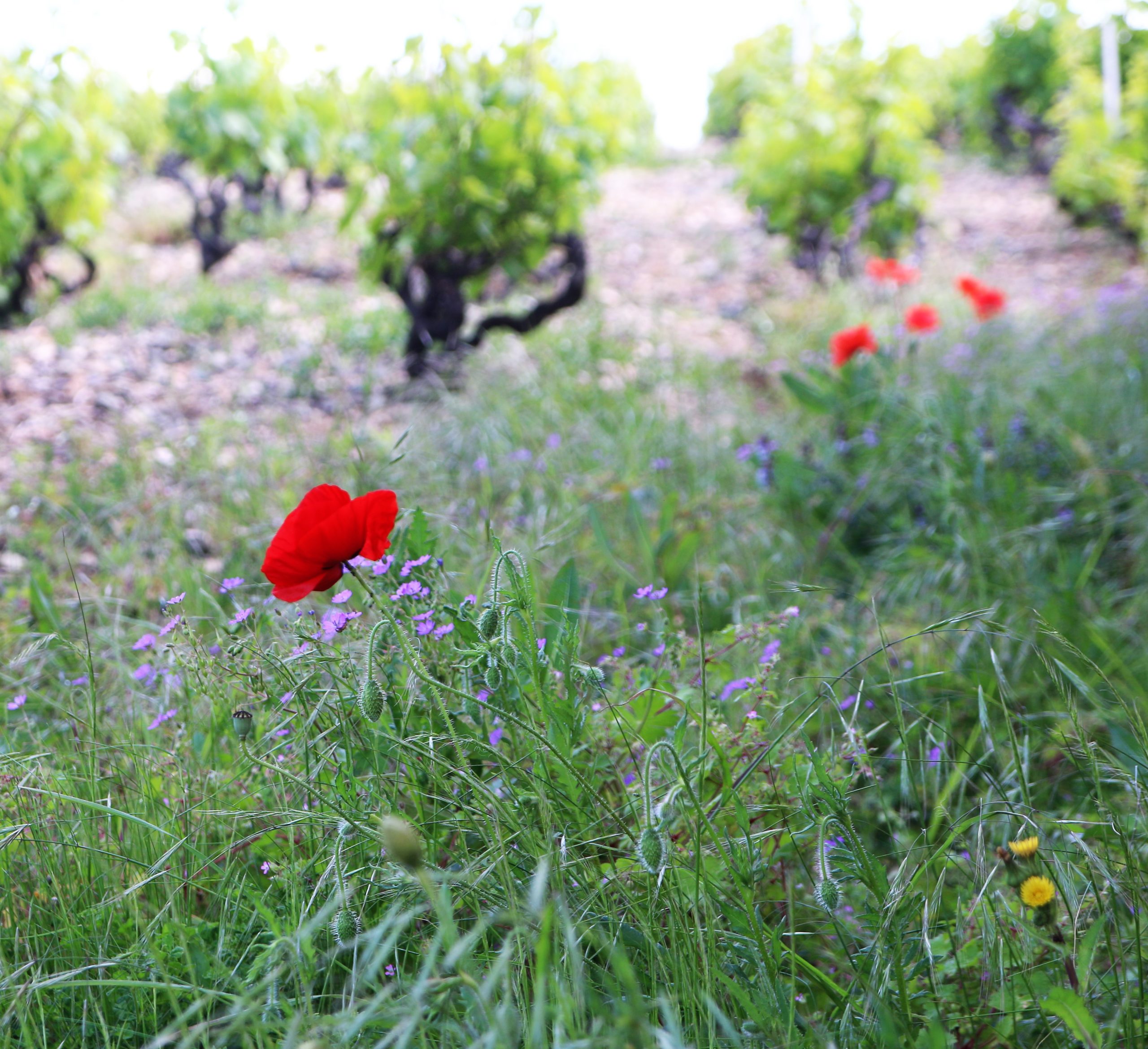 You are currently viewing Le vin Biologique