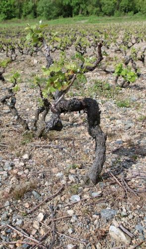 Read more about the article Le débourrement