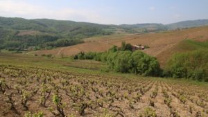 Read more about the article Le vocabulaire imbuvable du vin