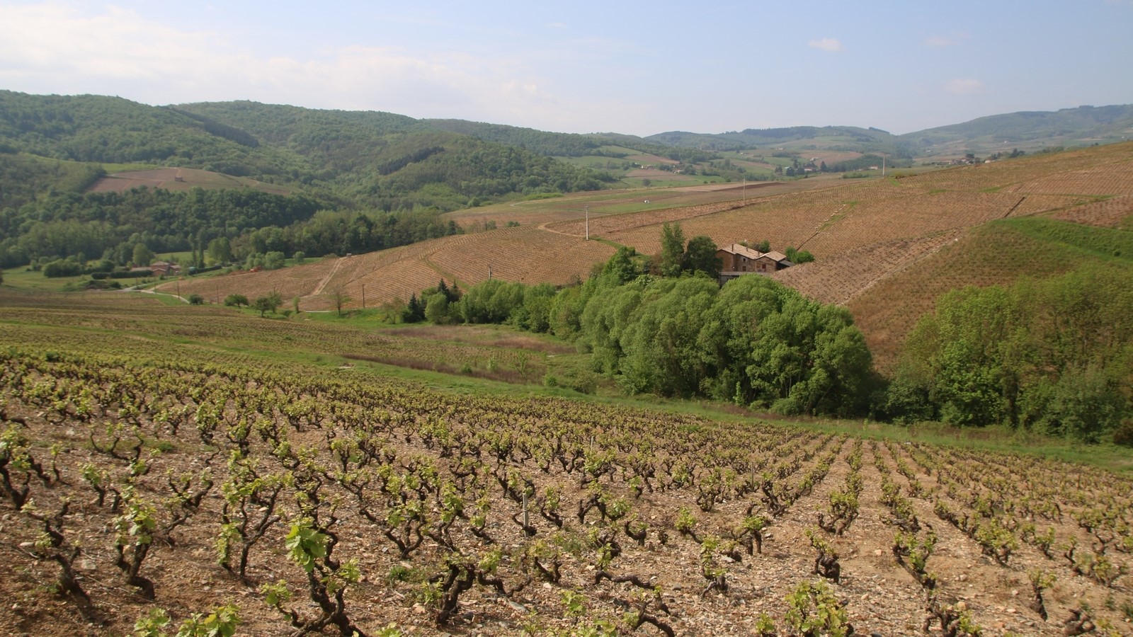 You are currently viewing Le vocabulaire imbuvable du vin