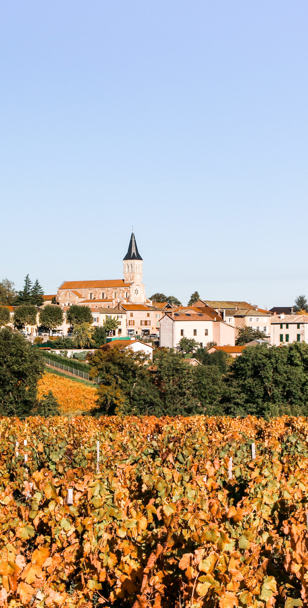 You are currently viewing Juliénas