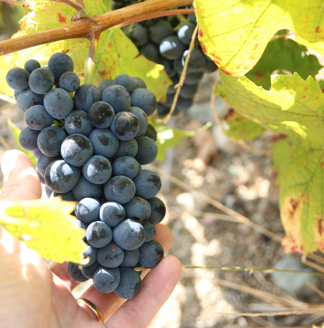 You are currently viewing Vendanges 2018