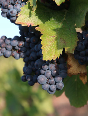 Read more about the article Récolte 2019 – le bilan