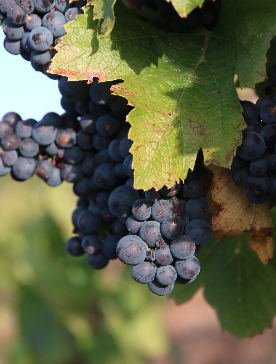 You are currently viewing Récolte 2019 – le bilan