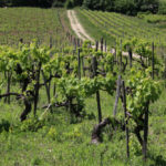 Abonnement Prestige (Cerdon du Bugey)