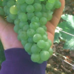 Abonnement Privilège (Champagne)