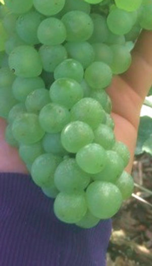 Abonnement Privilège (Champagne)