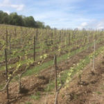 Abonnement Découverte (Champagne)