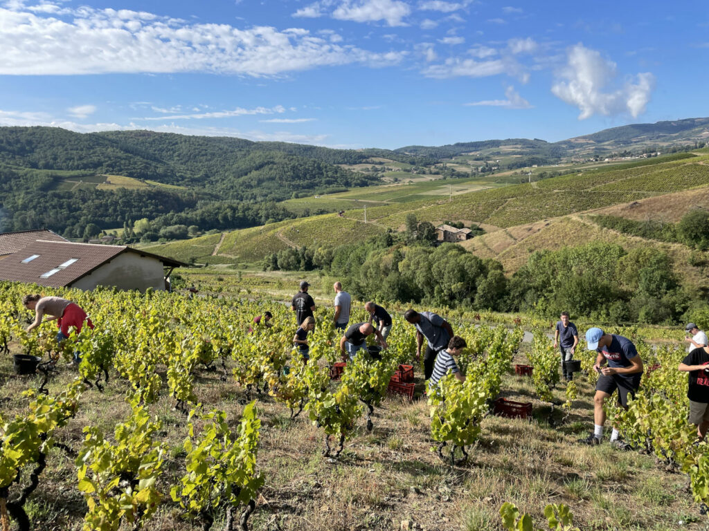 Nos Vignes - Beaujolais